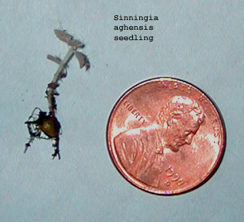 Sinningia aghensis seedling